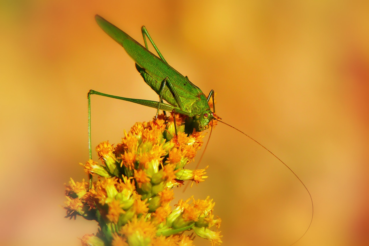 długoskrzydlak sierposz  insect  tettigonia viridissima free photo