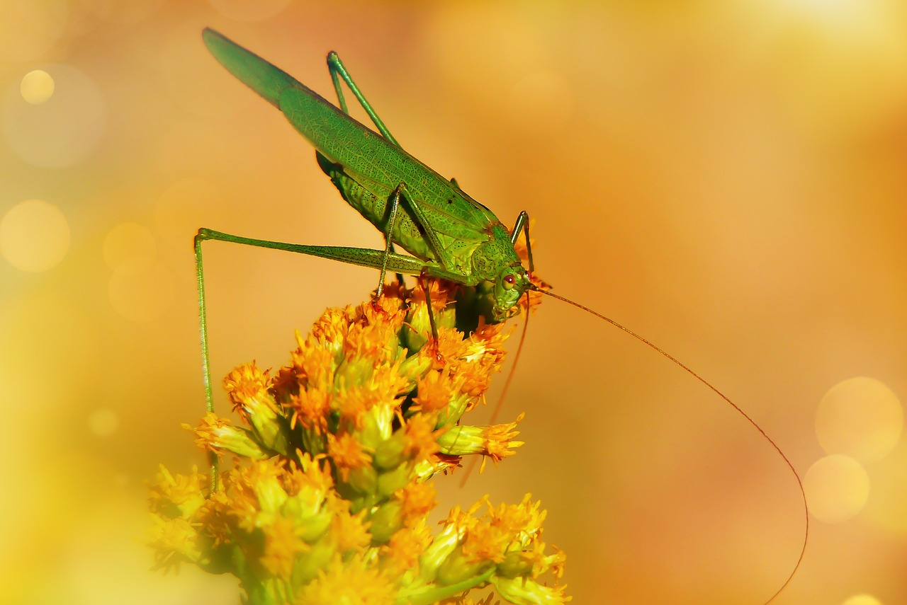 długoskrzydlak sierposz  prostoskrzydłe  insect free photo