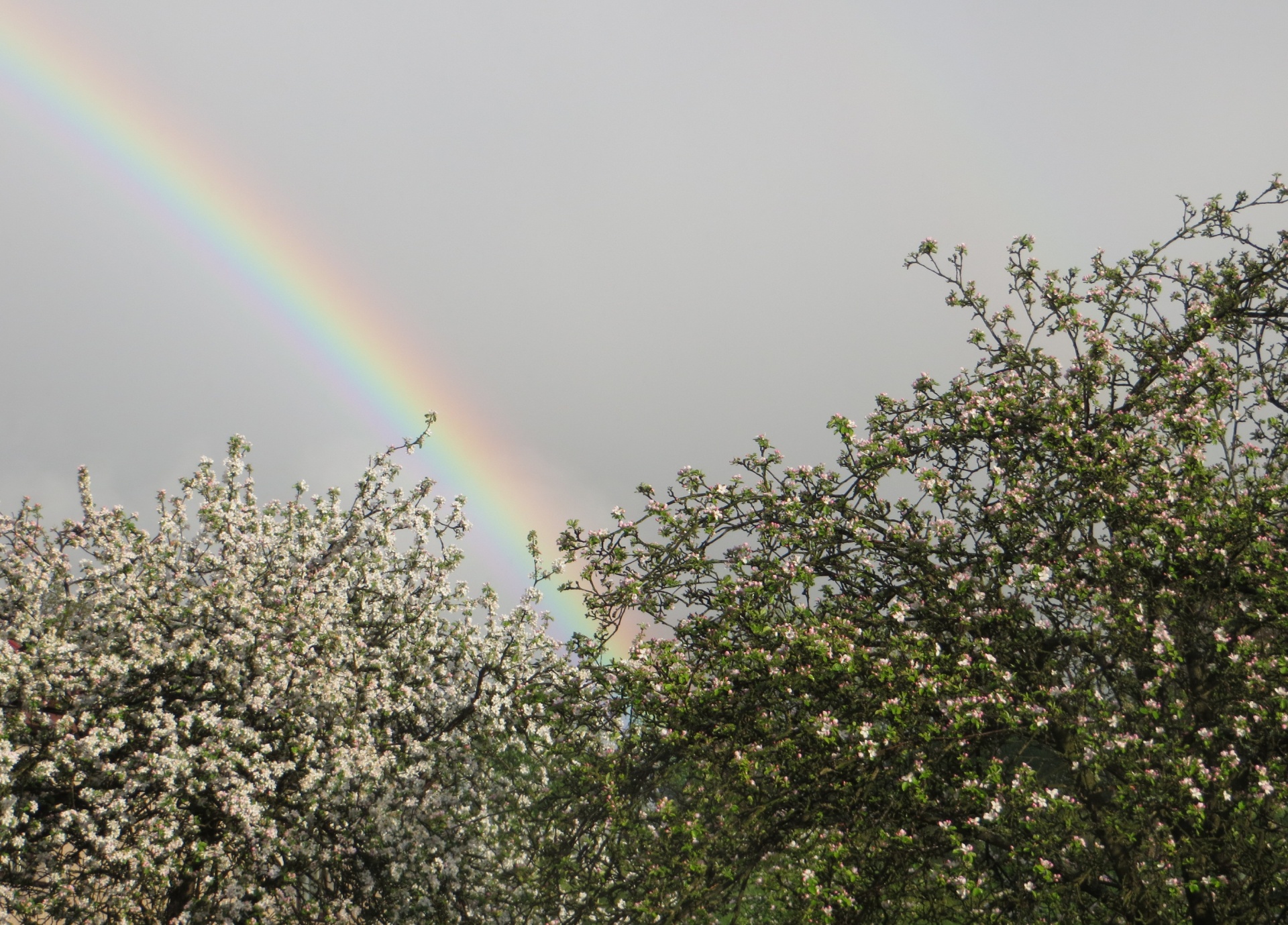 rainbow sky spring free photo