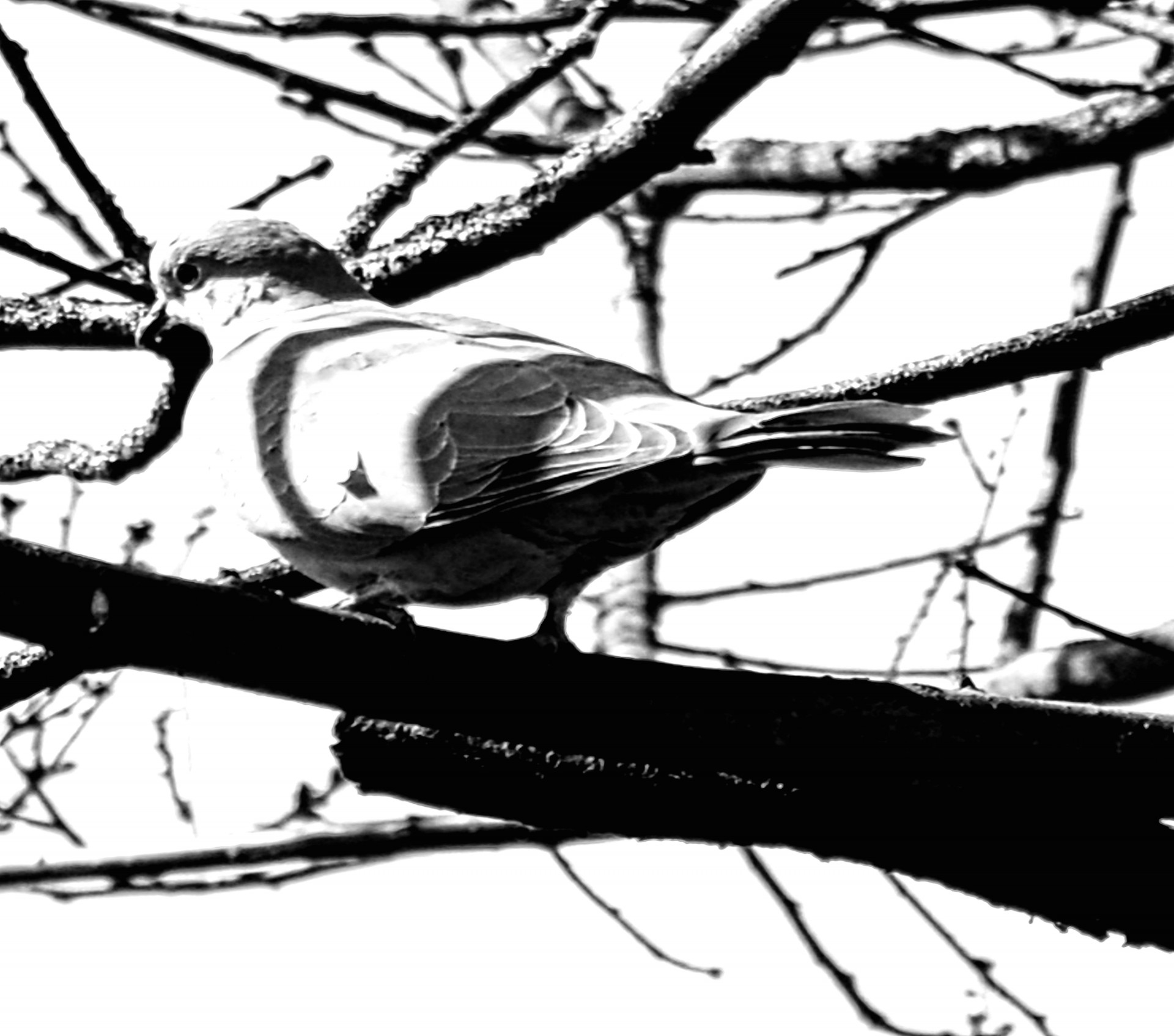 dove bird peace free photo