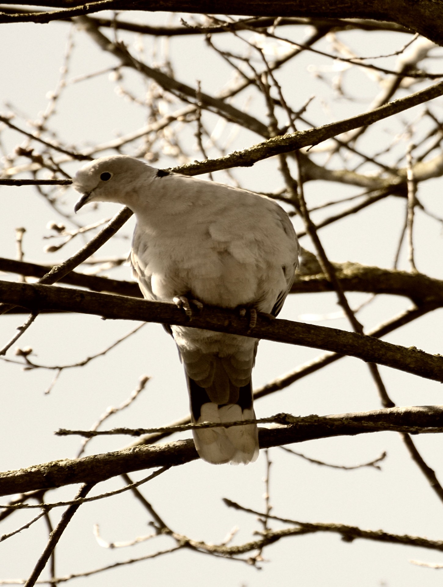dove bird nature free photo
