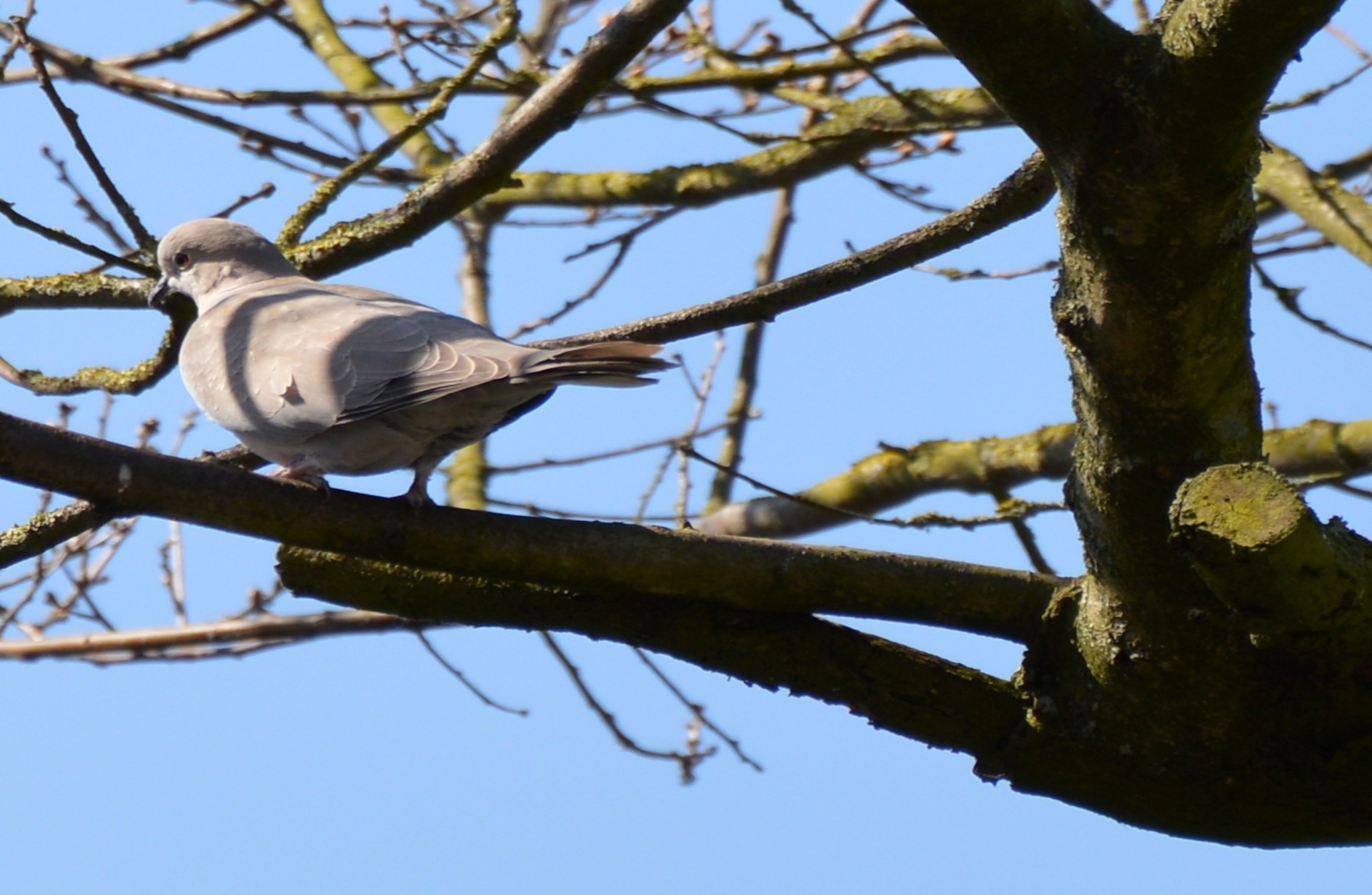 dove nature bird free photo