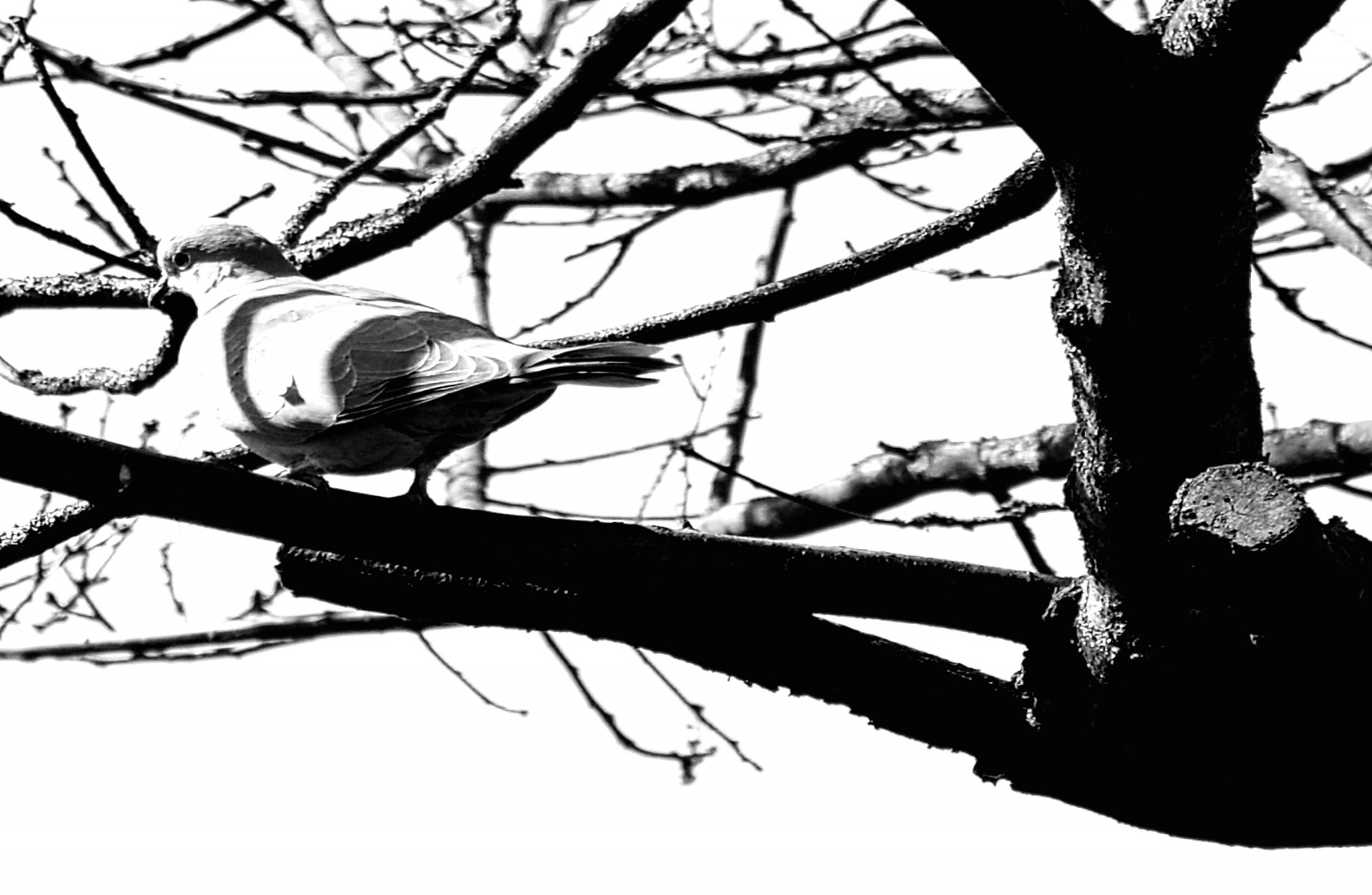 dove bird nature free photo