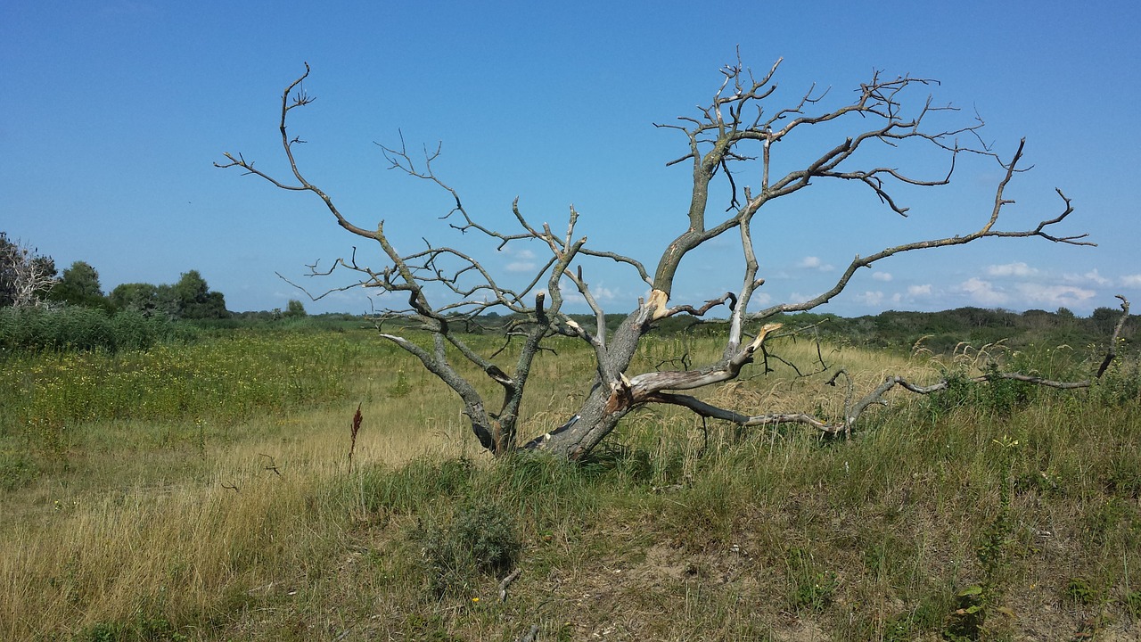 duigebied dead tree open plain with tree free photo