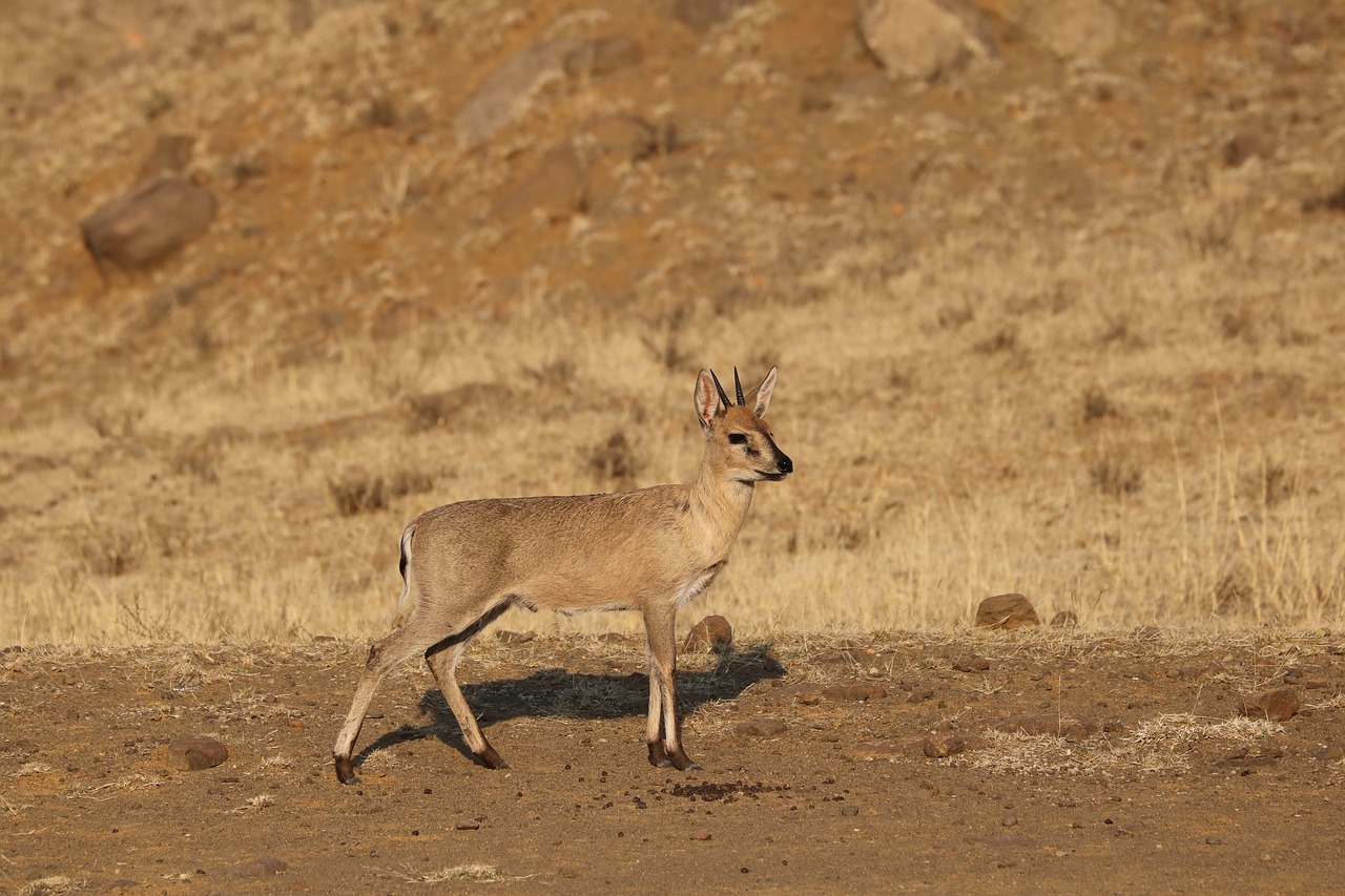 duiker  antelope  animal free photo