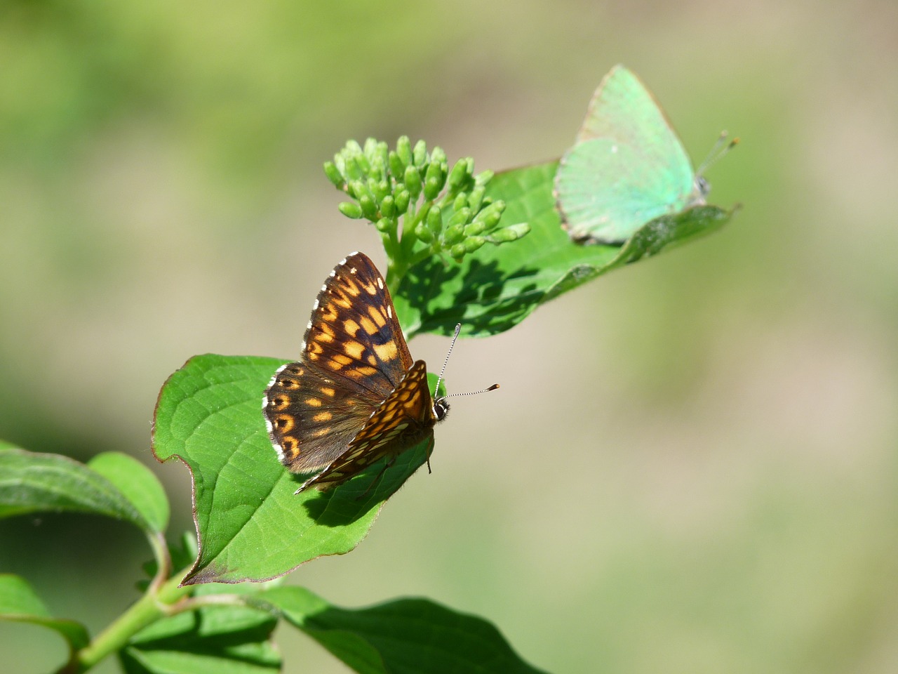 duke of burgundy butterfly territoriality free photo
