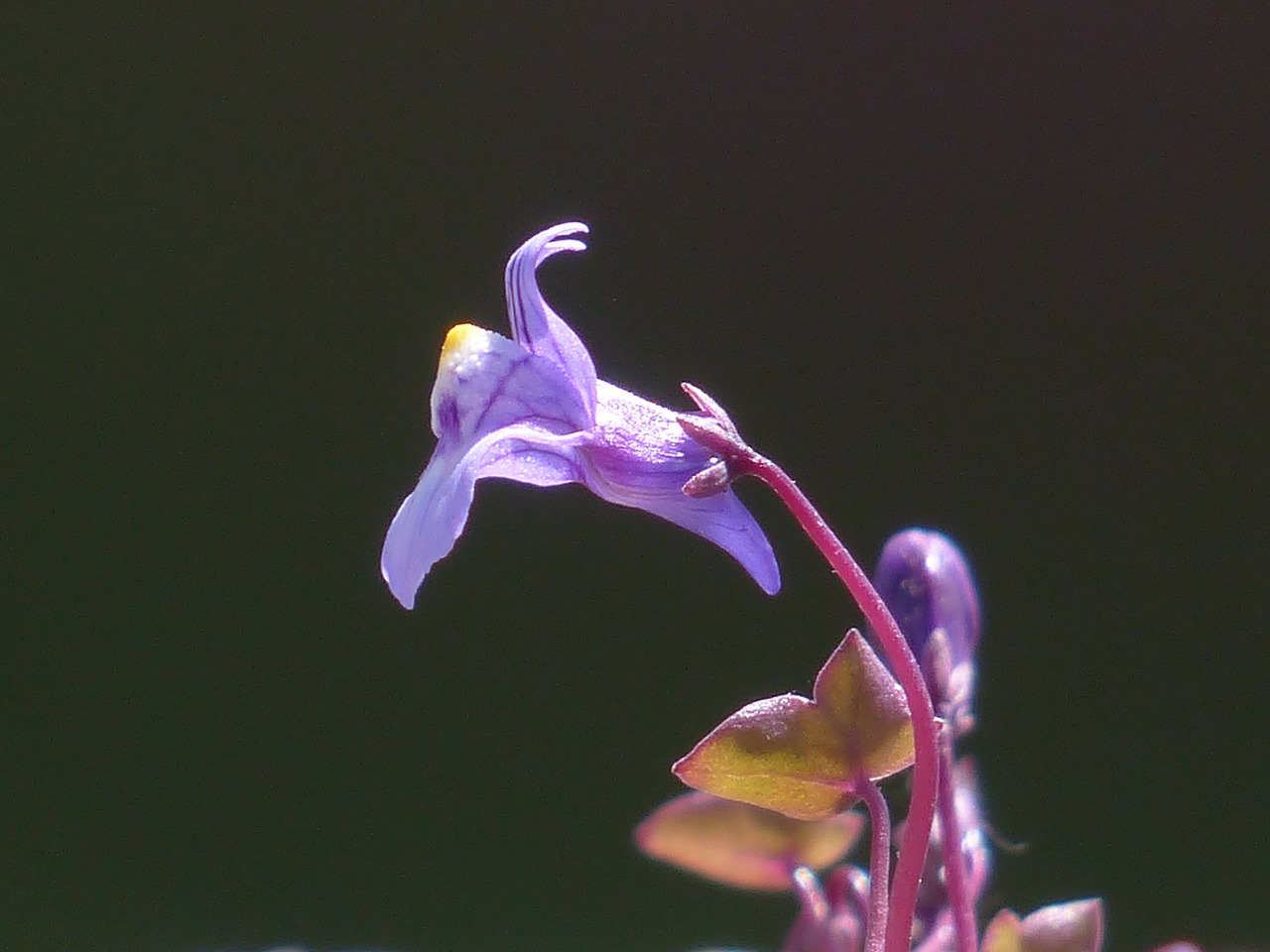 dulcimer herb blossom bloom free photo