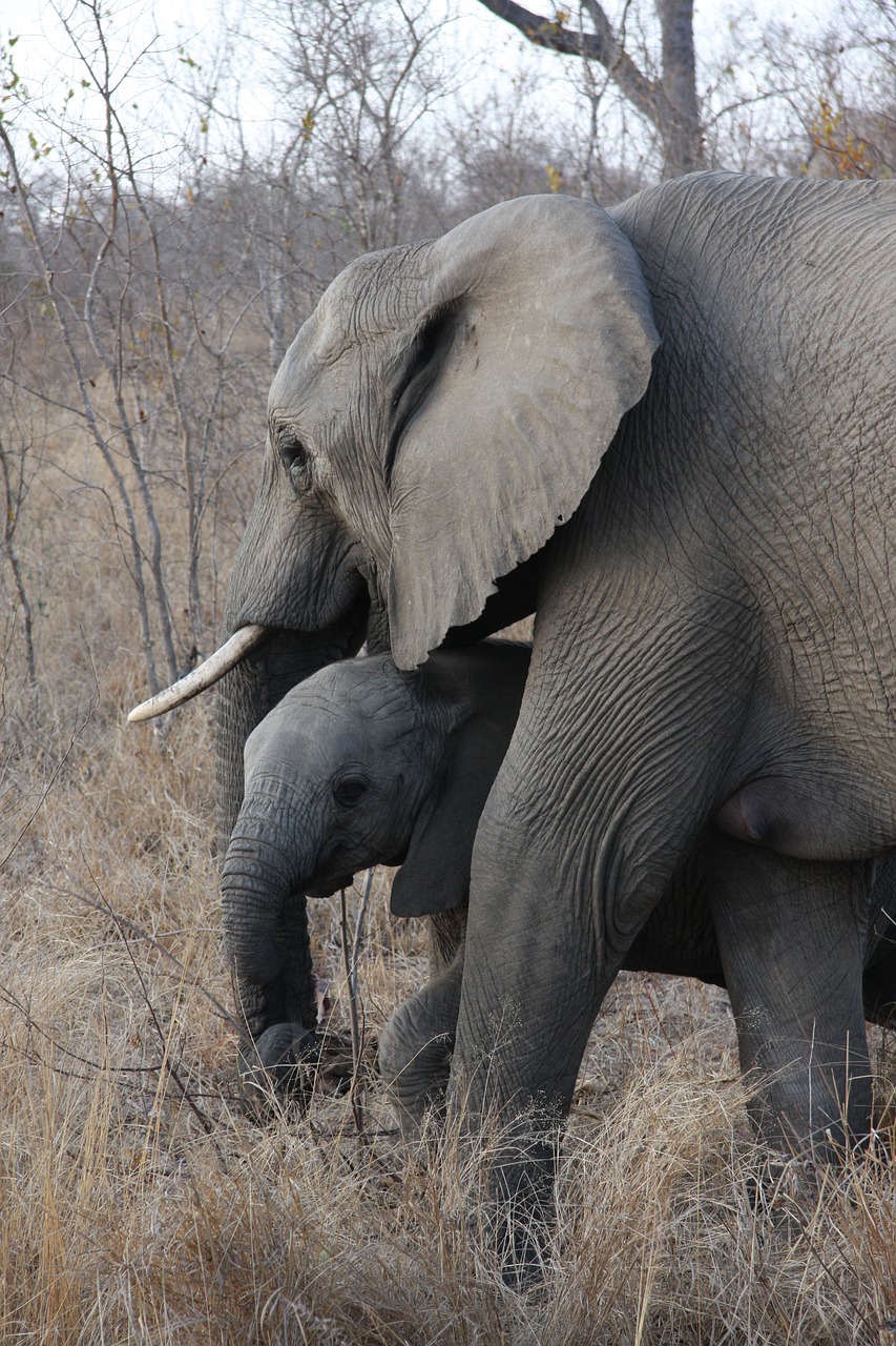 duluni  south africa  safari free photo