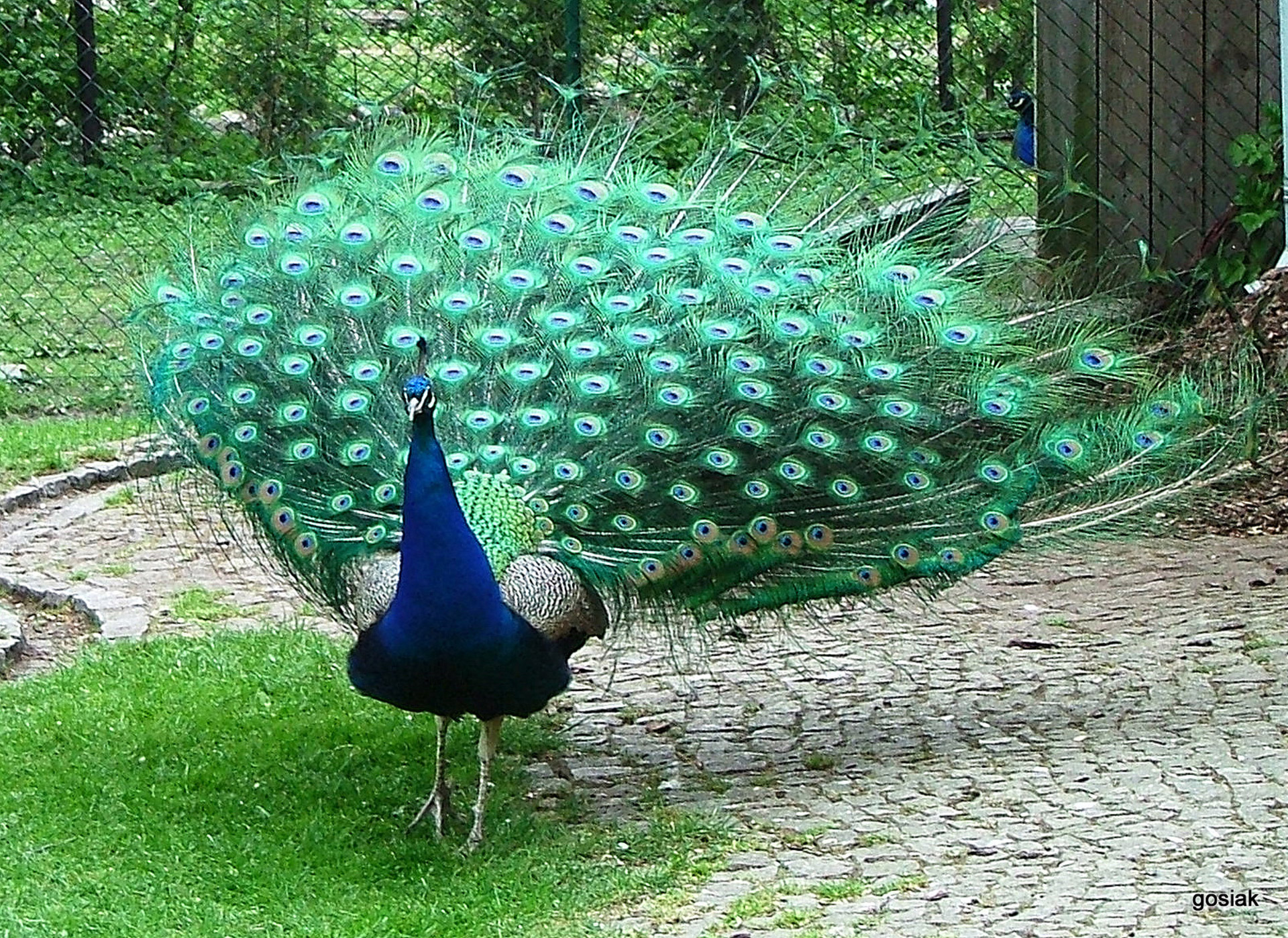 peacock proud standing free photo