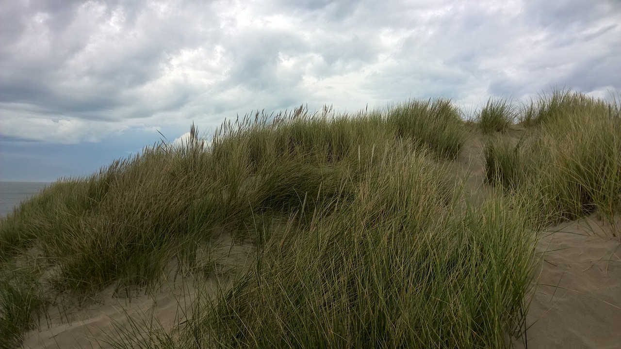 dune dunegrass sand free photo