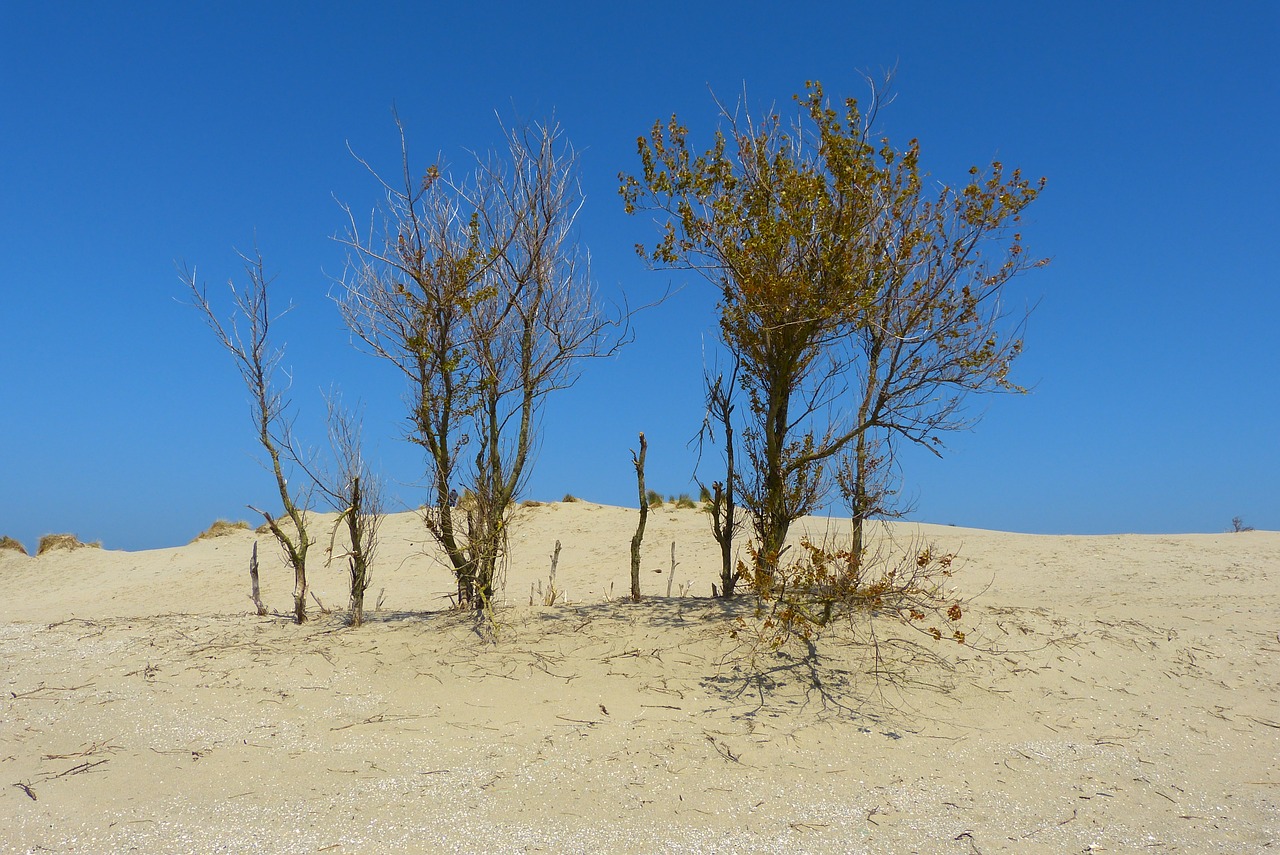 dune sea beach free photo