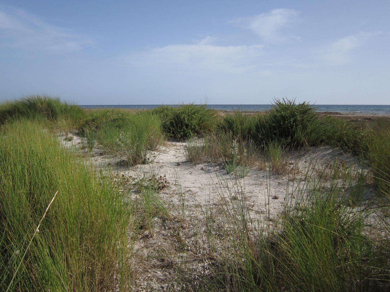 dune sand beach free photo