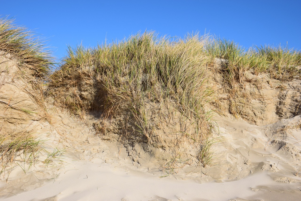 dune sea beach free photo