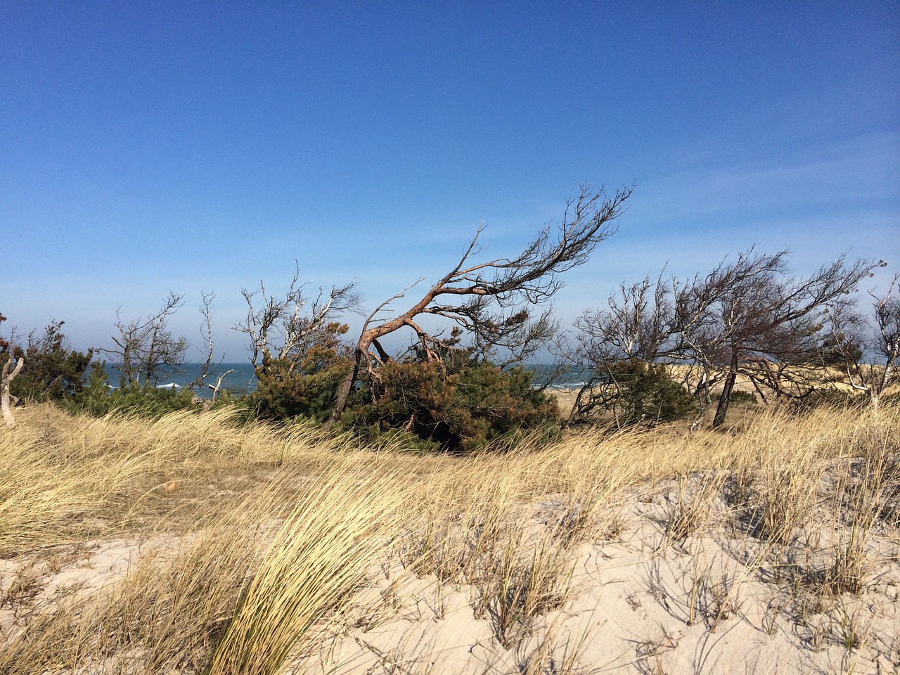 dune beach baltic sea free photo