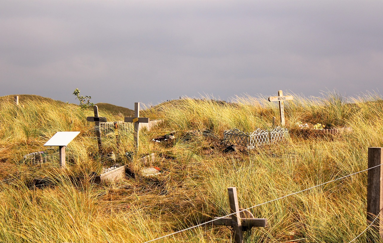 dune grasses cemetery free photo