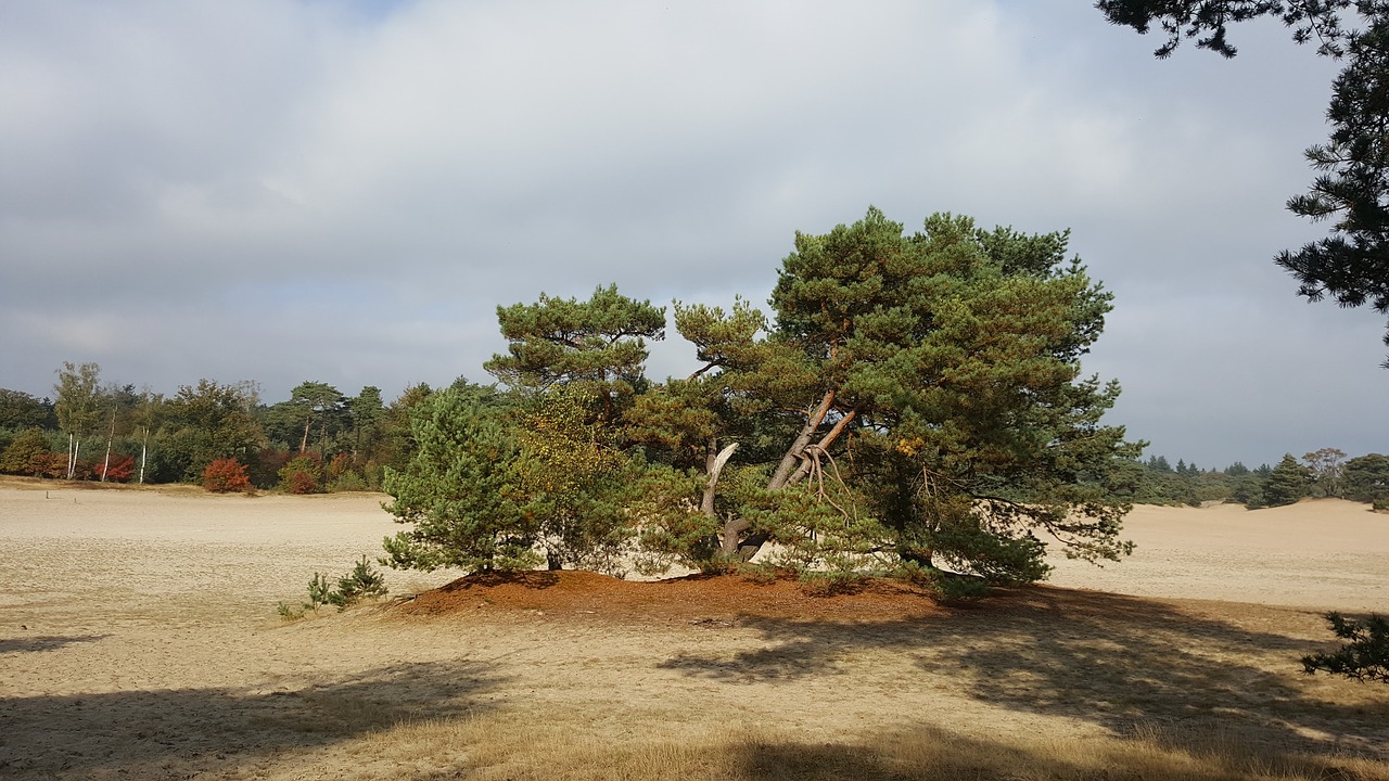 dune sand dutch landscape free photo