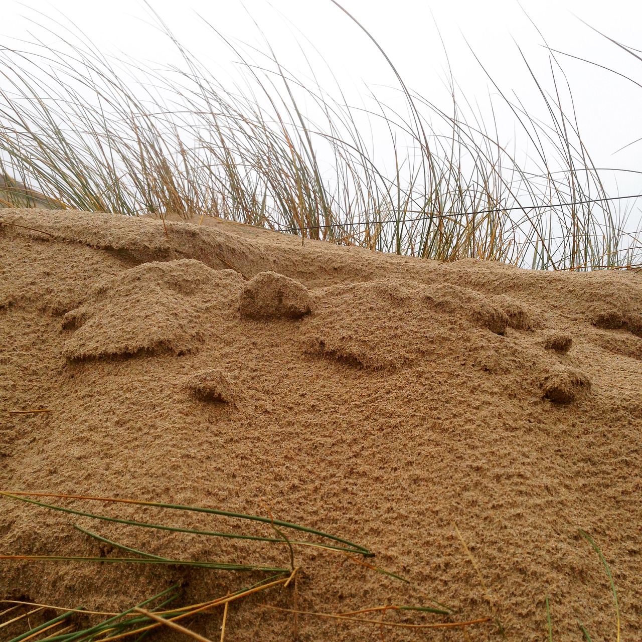 dune sand coast free photo