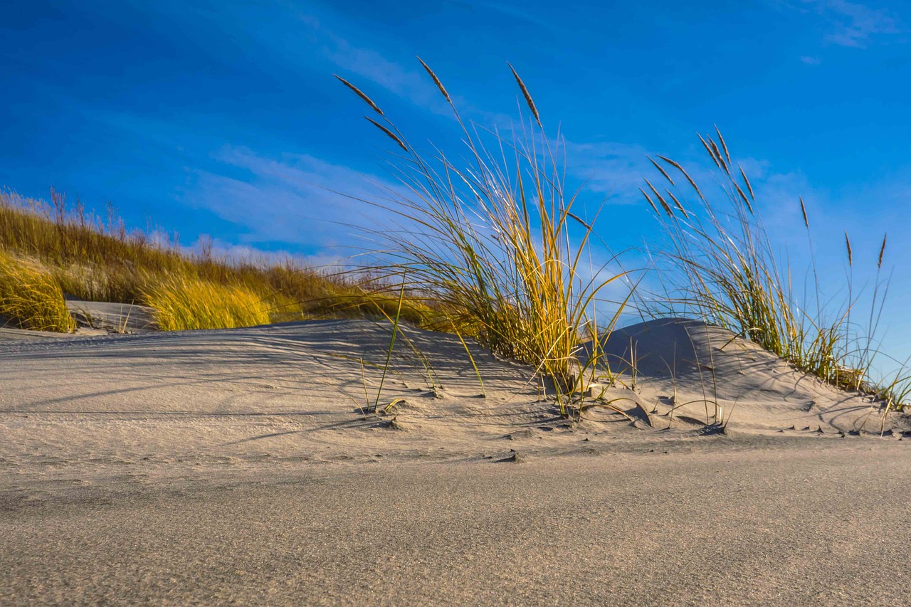 dune wind sand free photo