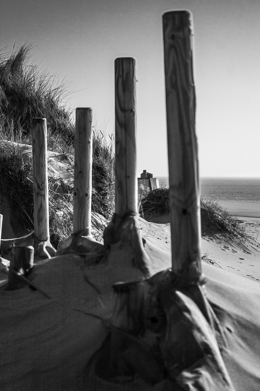 dune wood beach free photo