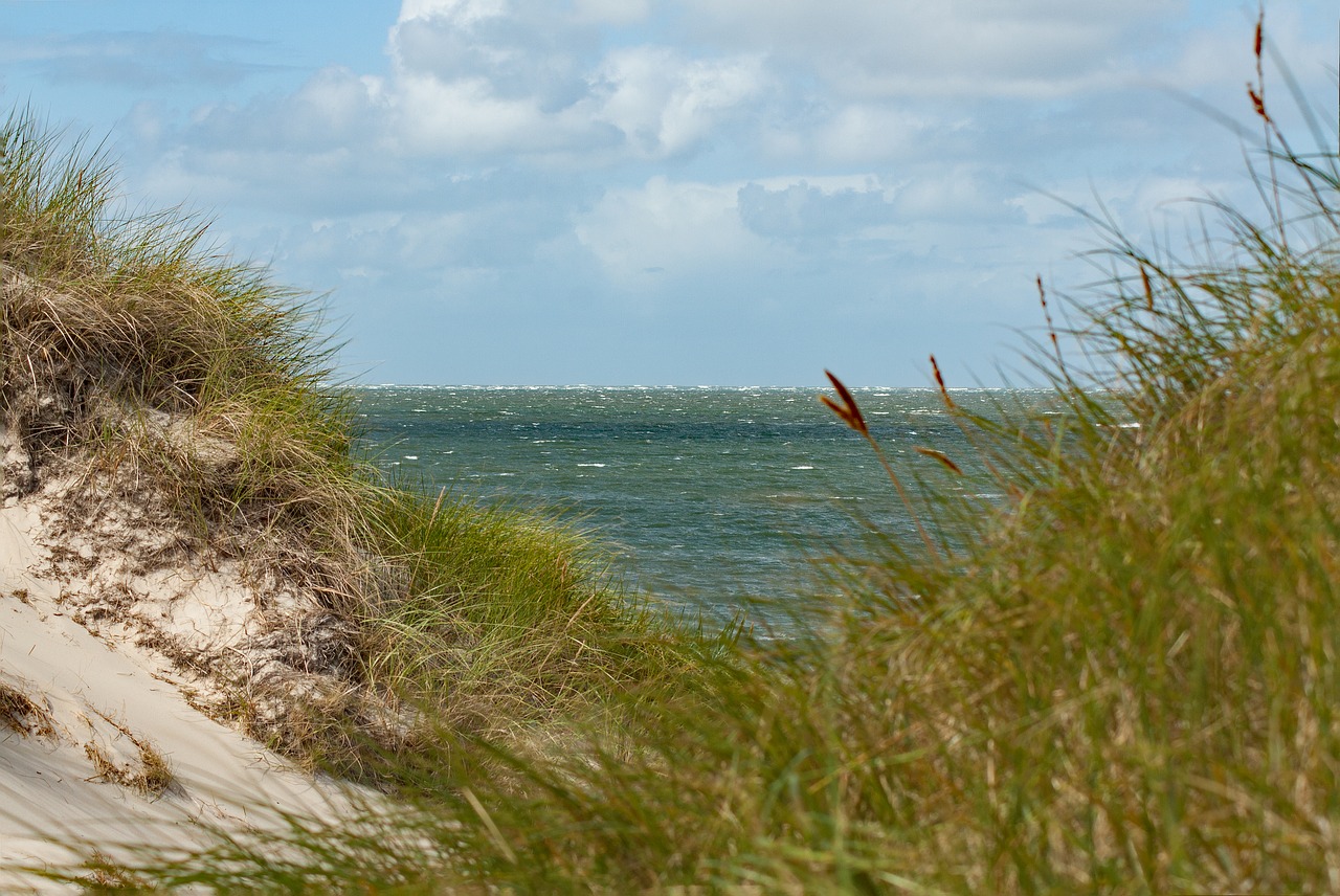 dune sea north sea free photo