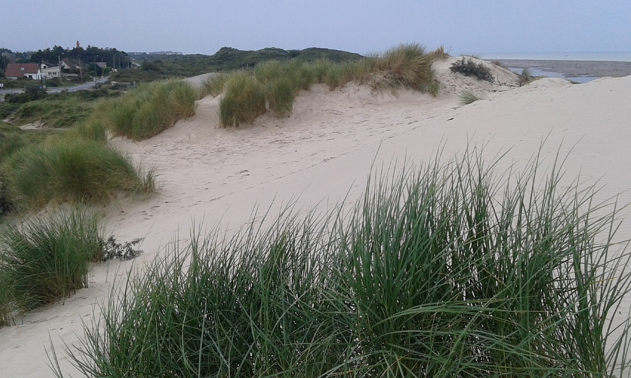 dune beach oyats free photo
