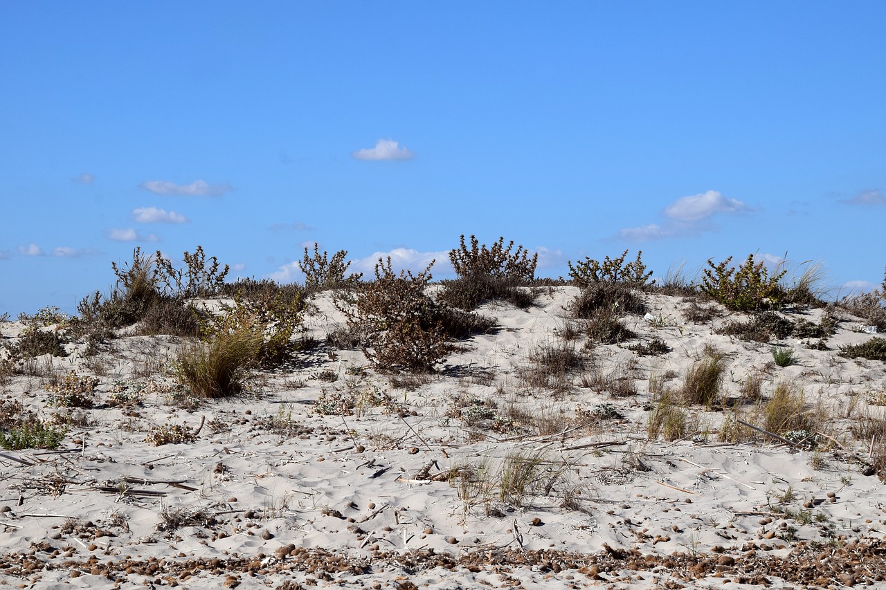 dune sand beach free photo