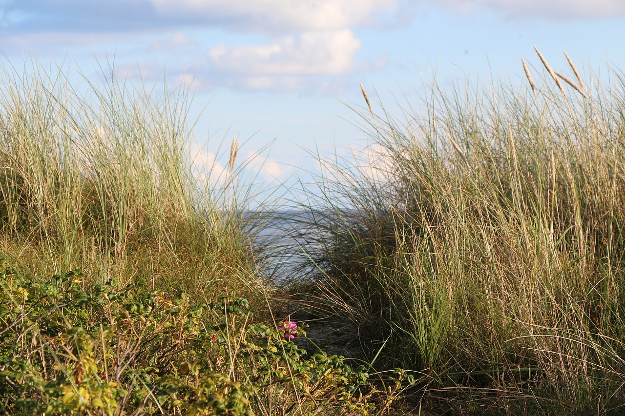 dune coast sand free photo