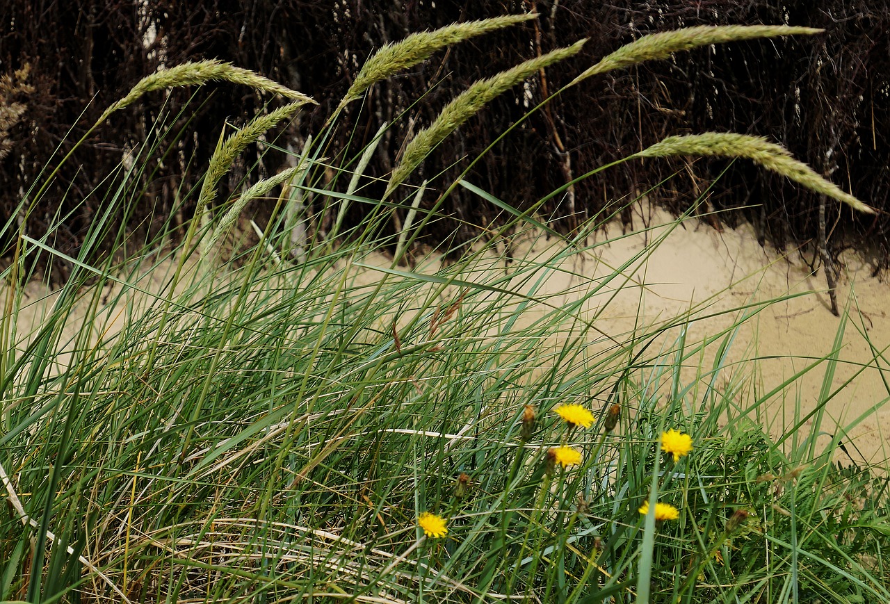 dune dune grass beach free photo