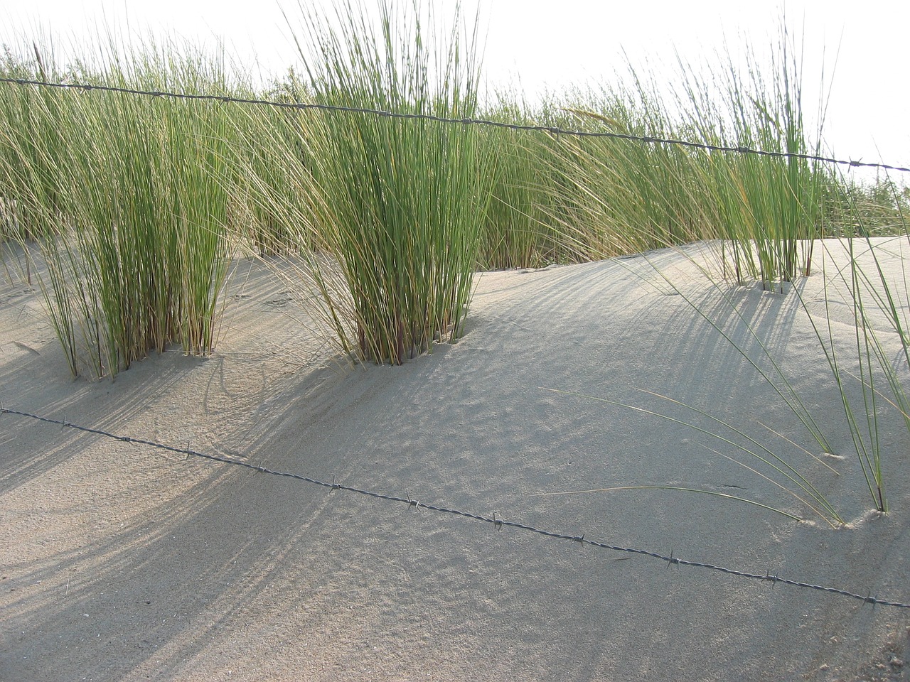 dune marram grass sun free photo