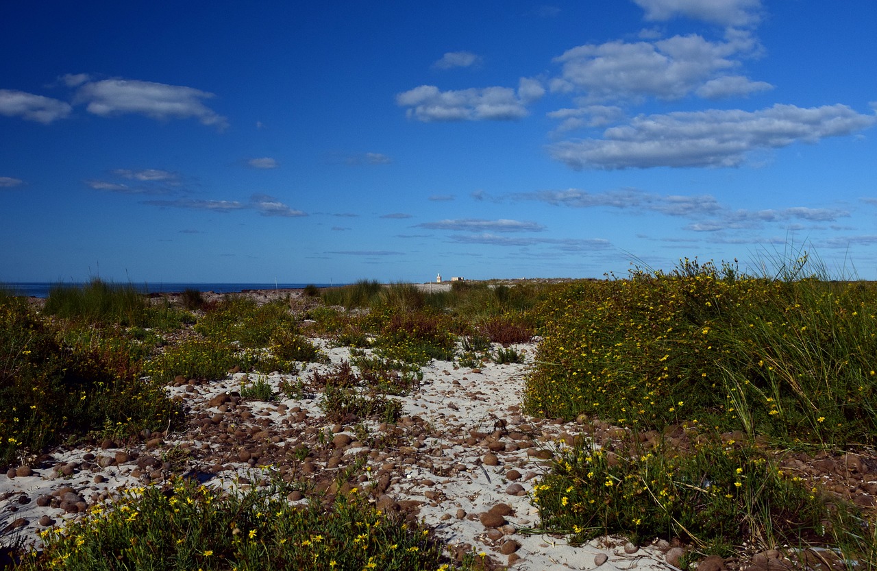 dune beach sand free photo