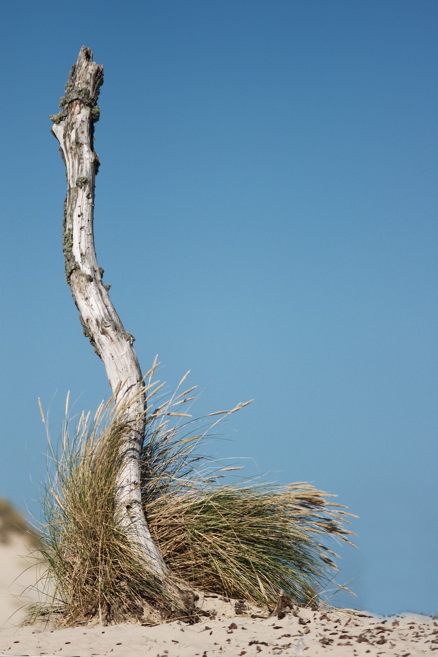 dune  poland  sand dunes free photo