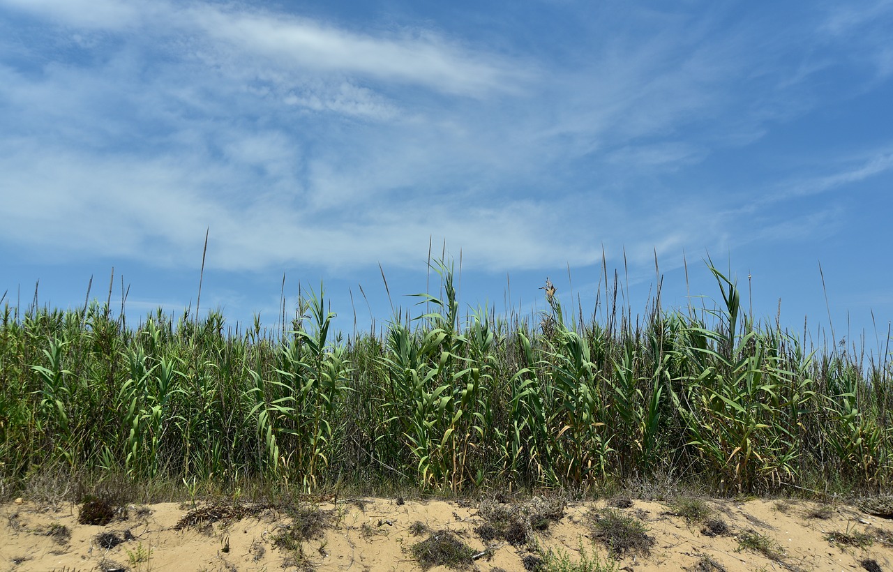 dune  reed  summer free photo