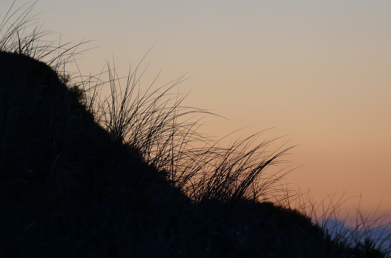 dune  sea  marram grass free photo