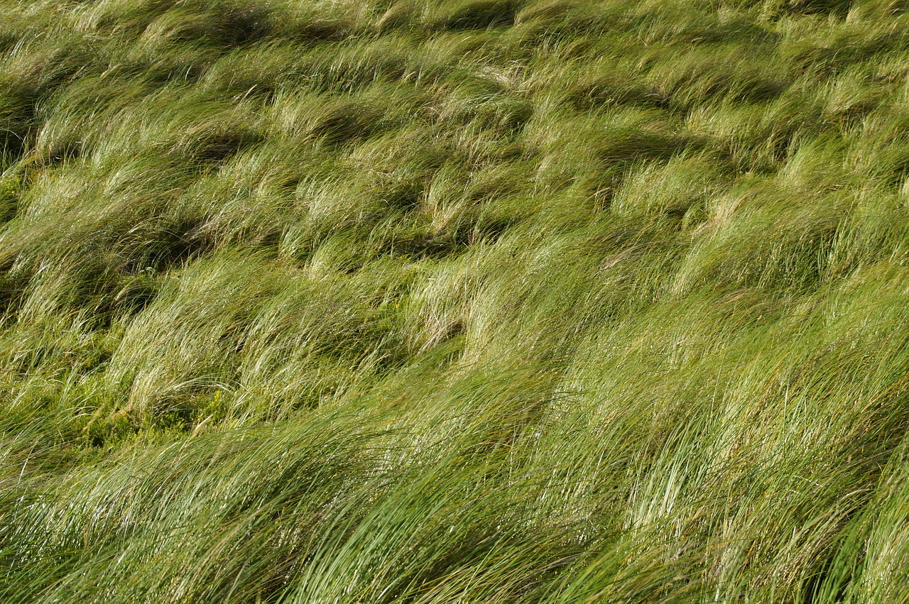dune  grass  wind free photo