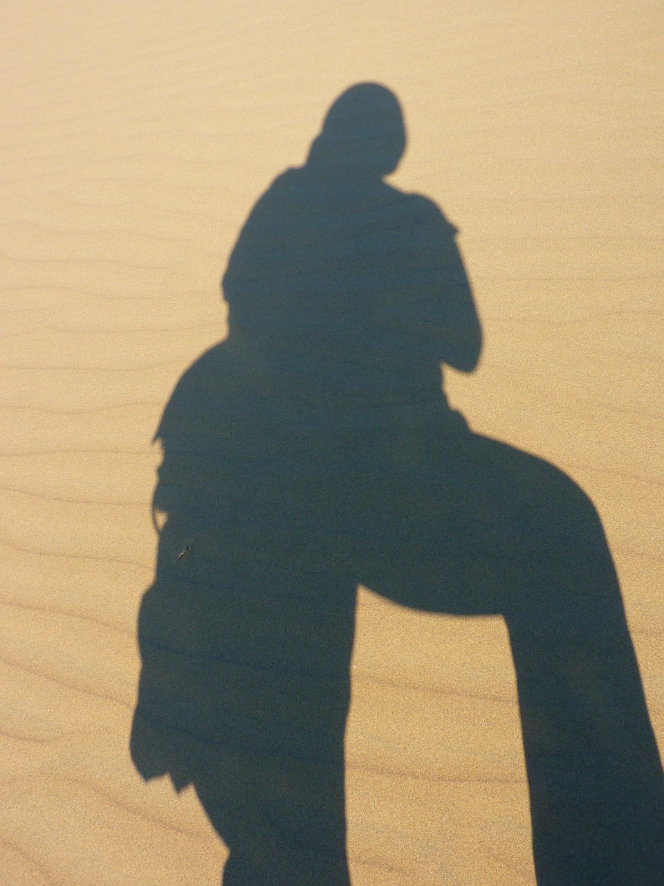 dune desert dry free photo