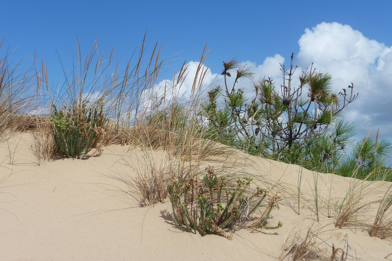 dune france oléron free photo