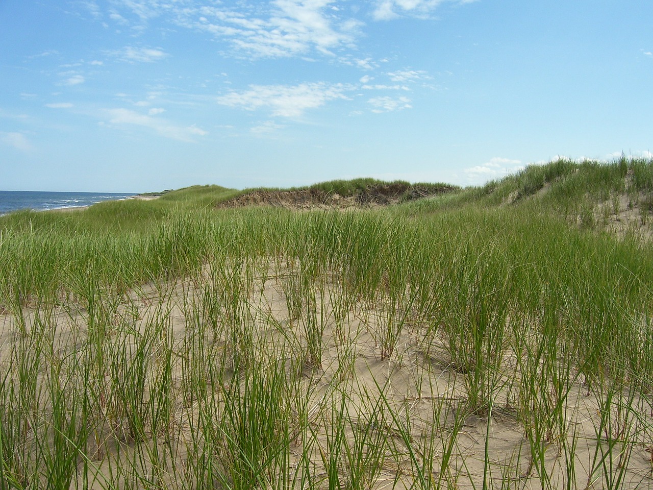 dune sand beach free photo