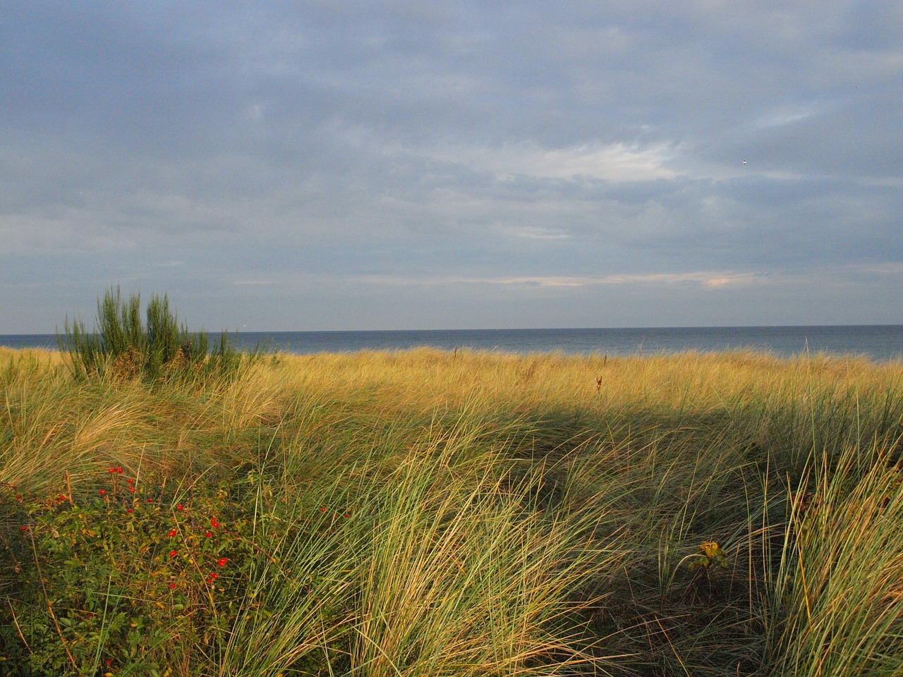dune baltic sea sea free photo