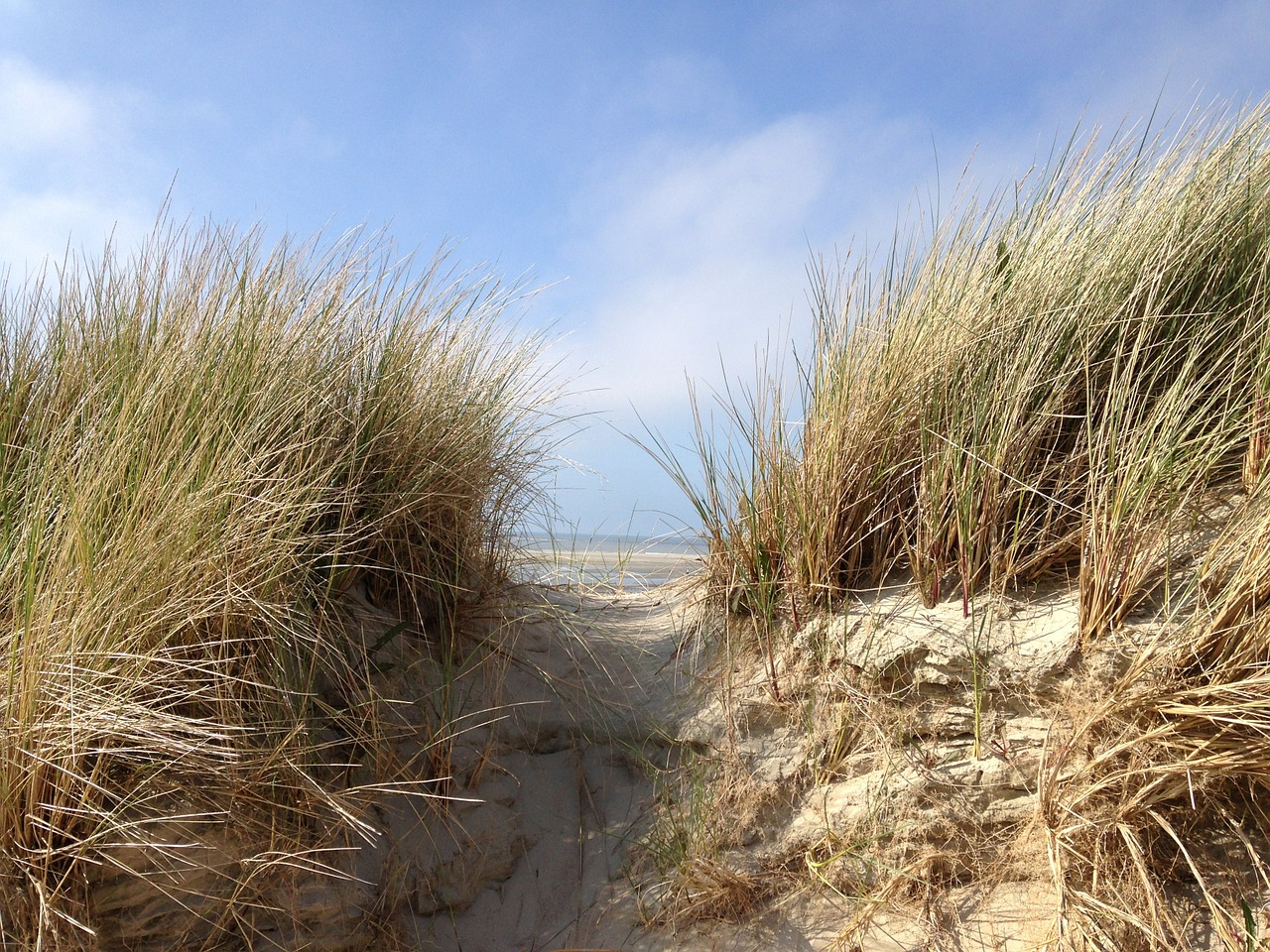 dune north sea beach free photo