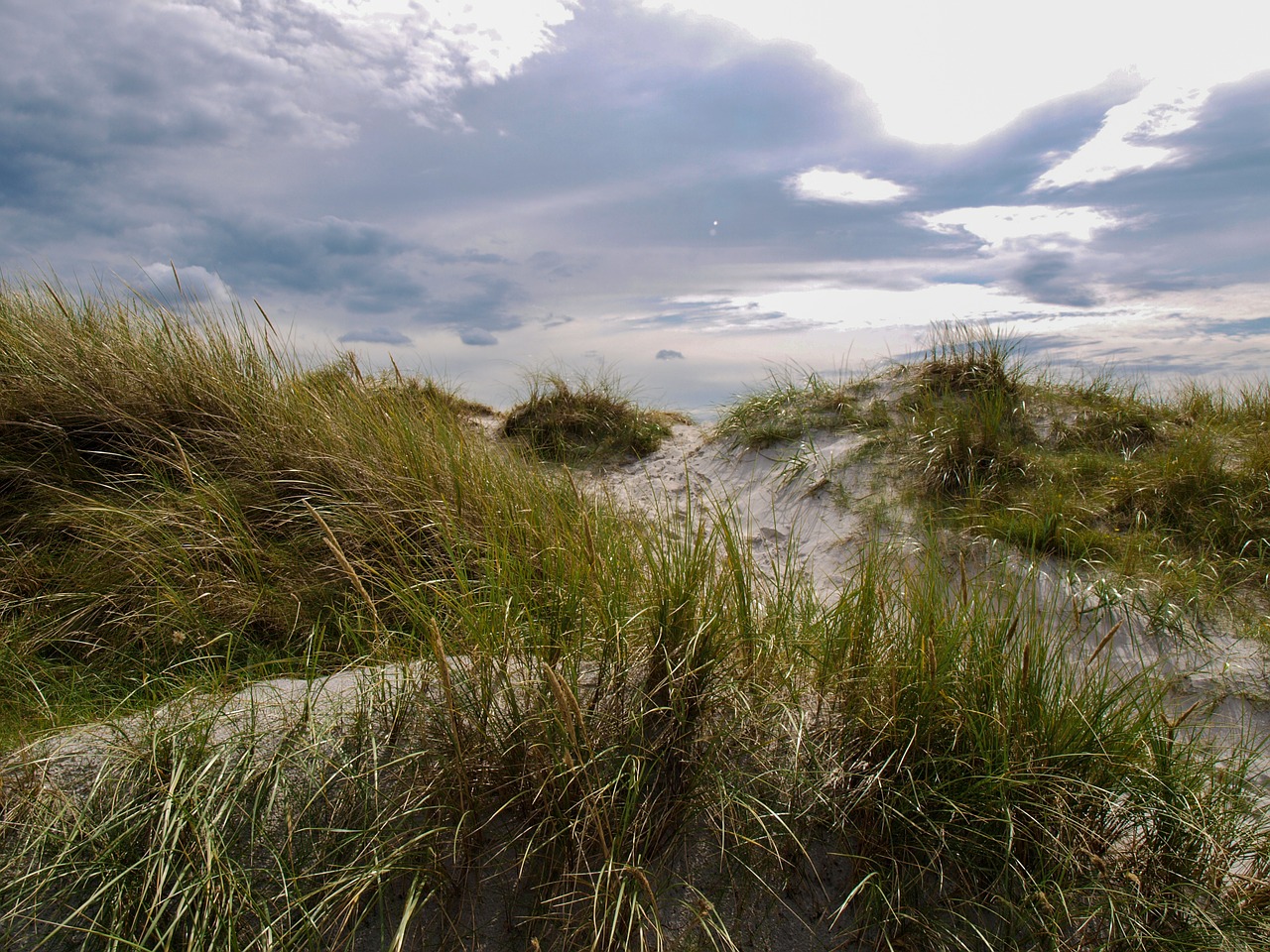 dune grass sky free photo