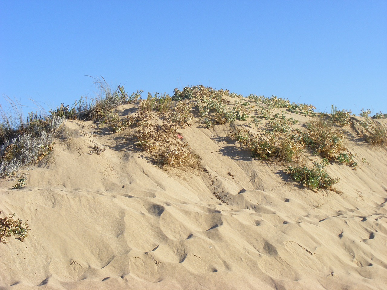 dune beach cadiz free photo