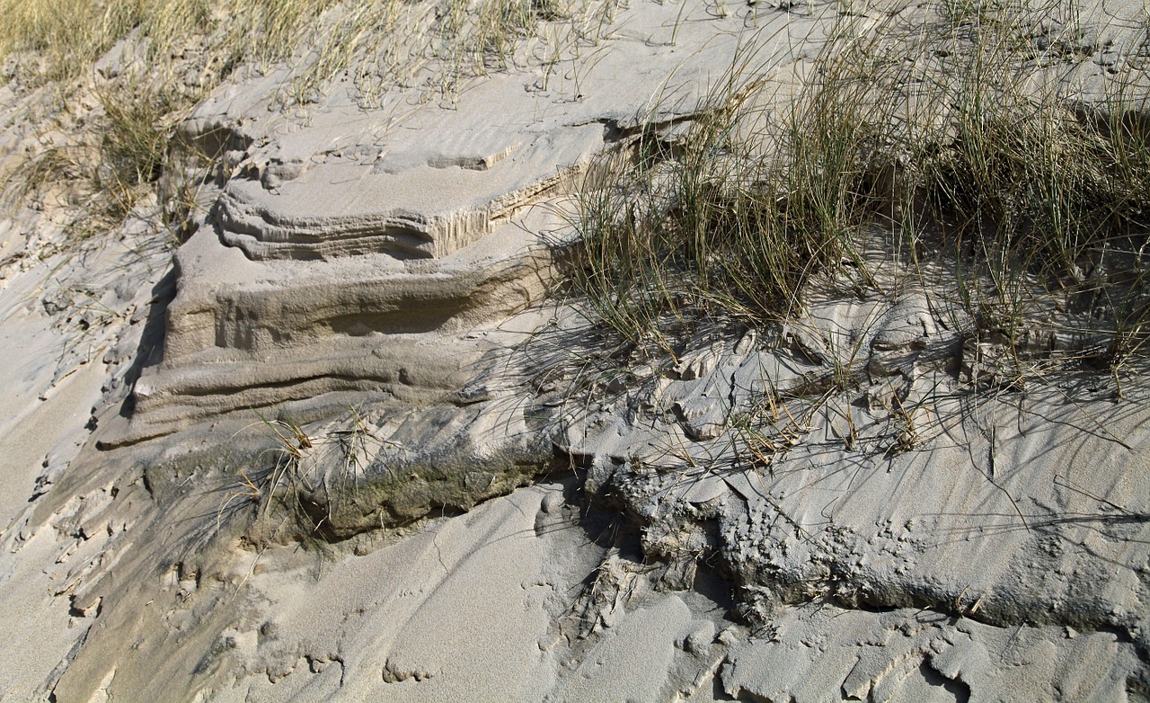 dune dune grass grasses free photo