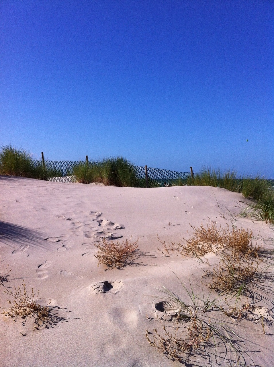 dune beach north sea free photo