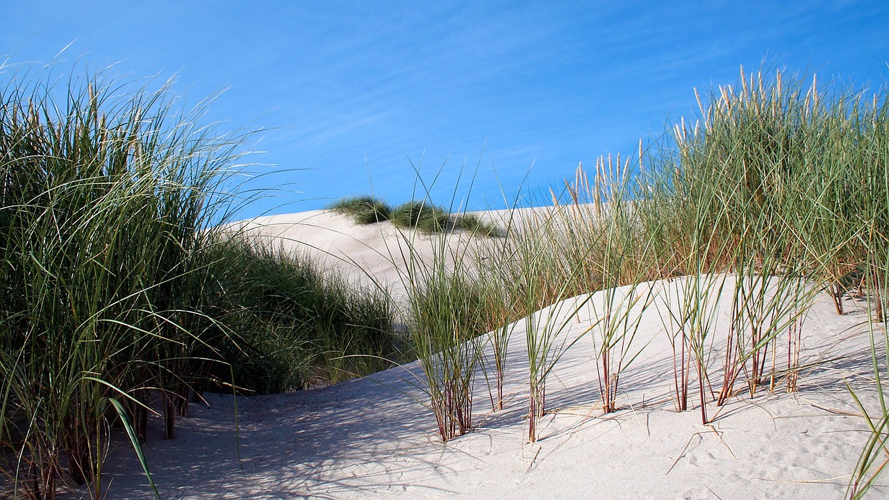 dune sand dune sand free photo