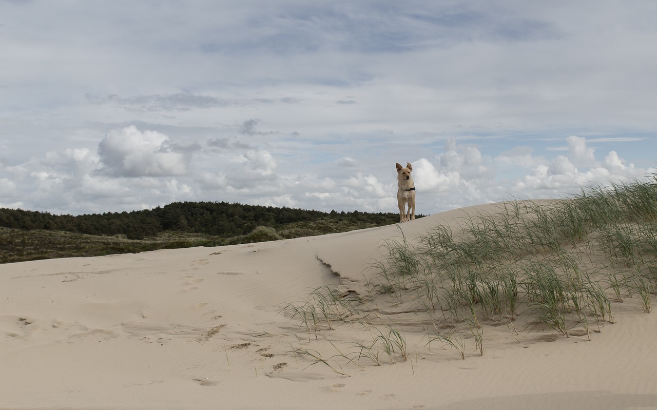 dune holland netherlands free photo