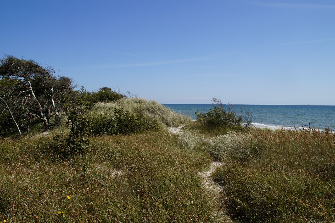 dune dune landscape grasses free photo