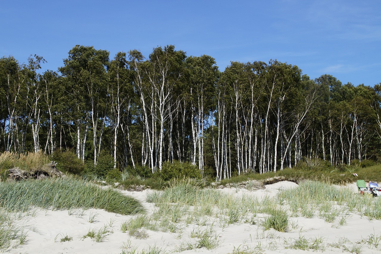 dune dune landscape grasses free photo