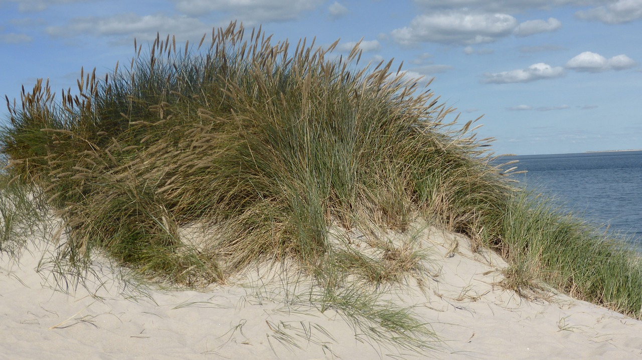 dune sand beach dune grass free photo