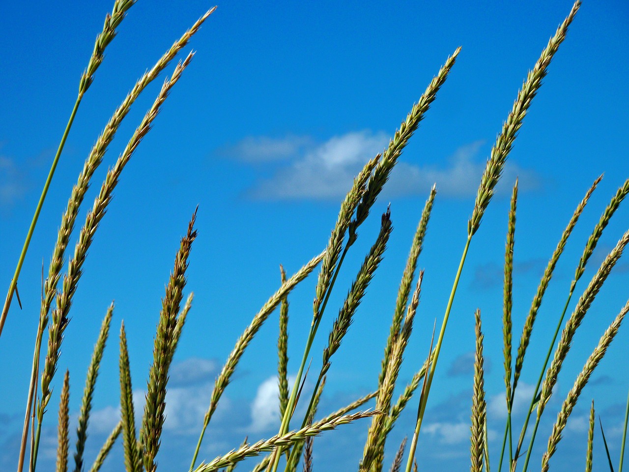 dune grass dunes coast free photo