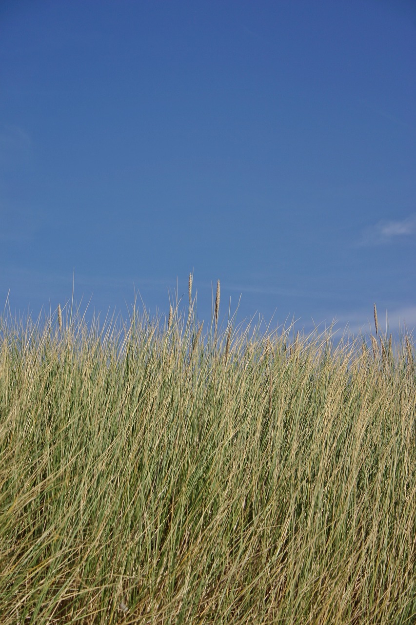 dune grass dunes grass free photo